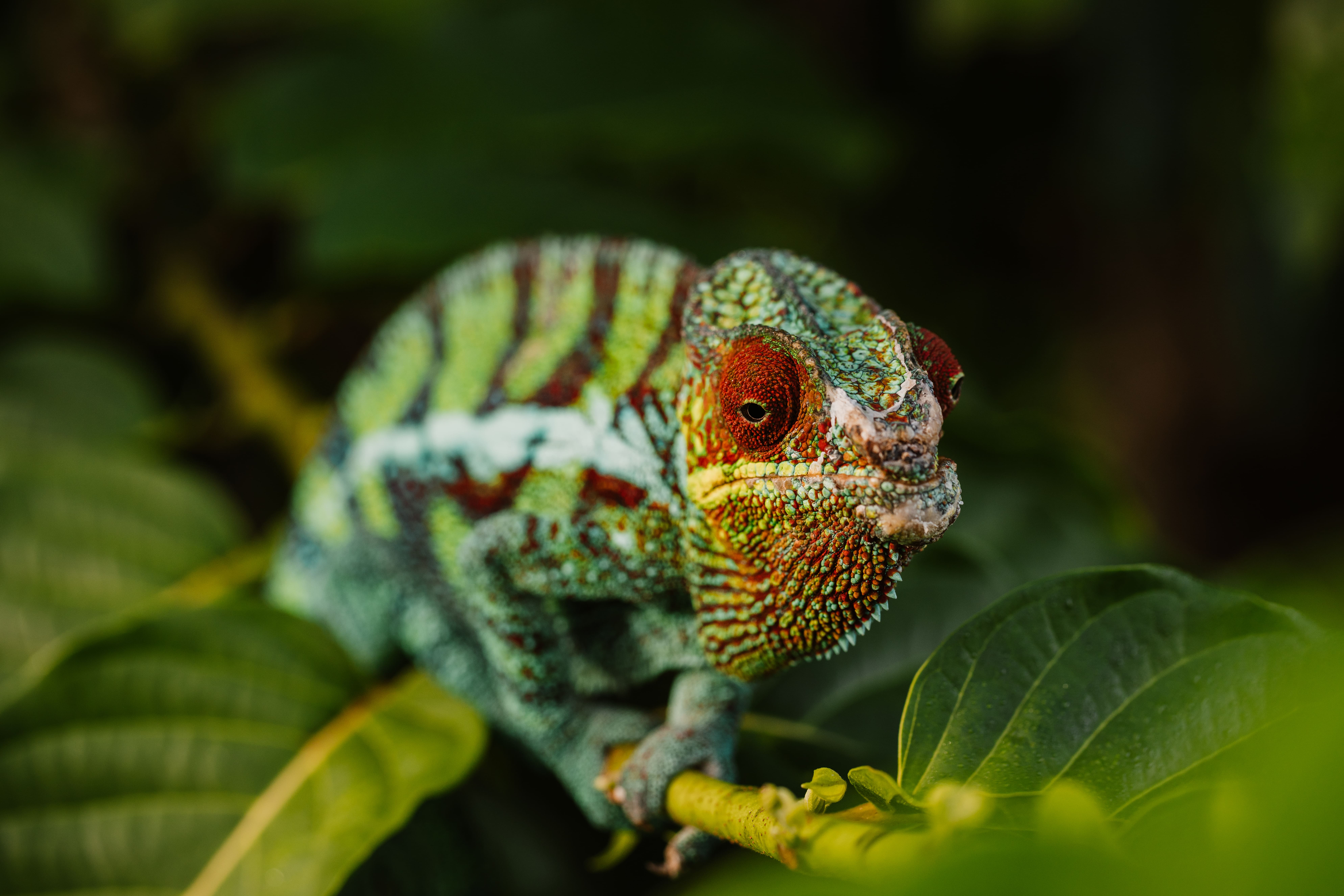 OLVEA VEGETABLE OILS